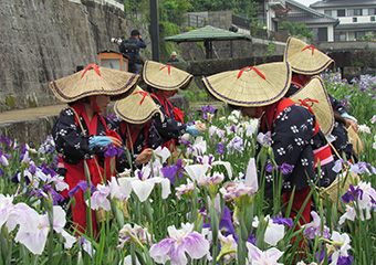 高瀬裏川石橋と花菖蒲（早乙女姿の花摘み娘）